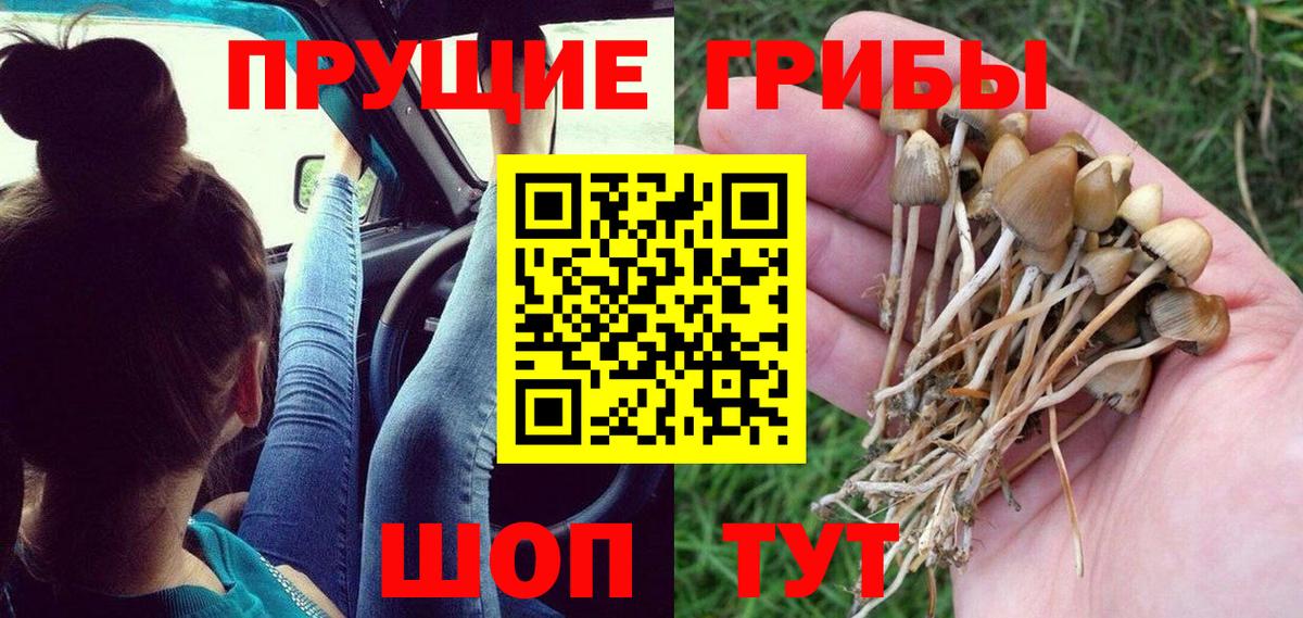 Топки  Псилоцибиновые грибы GOLDEN TEACHER  Вход с VPN  Псилоцибиновые грибы Psilocybine cubensis 
